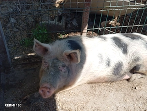 De vînzare porci de toate mârimile mici și mari rasa pietrain și landras - imagine 5
