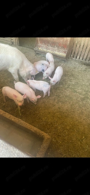 Vând 8 purcei rasa marele alb cu pietrean
