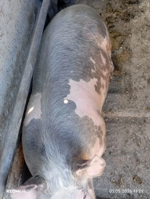 De vînzare porci de toate mârimile mici și mari rasa pietrain și landras - imagine 4