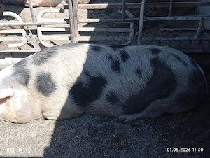 De vînzare porci de toate mârimile mici și mari rasa pietrain și landras