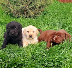 Pui Labradori Retrieveri cu Pedigree - imagine 4