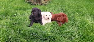 Pui Labradori Retrieveri cu Pedigree - imagine 3