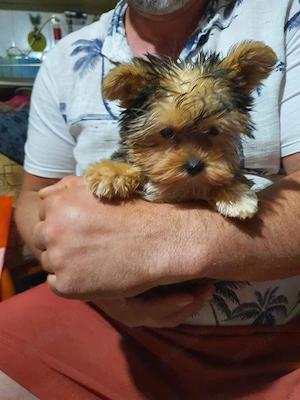 Yorkshire terrier 