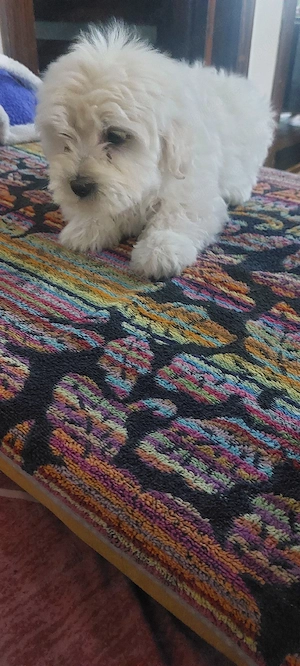 b i s o n  - imagine 3
