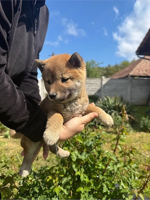 De vânzare pui de Shiba Inu - imagine 4
