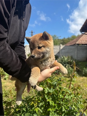 De vânzare pui de Shiba Inu - imagine 3