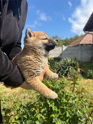 De vânzare pui de Shiba Inu - imagine 5