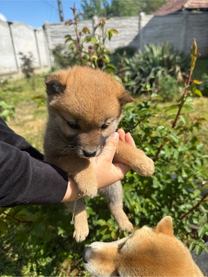 De vânzare pui de Shiba Inu - imagine 2