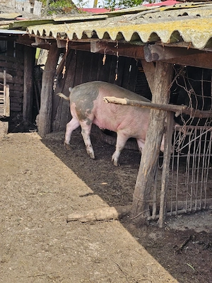 vand porci