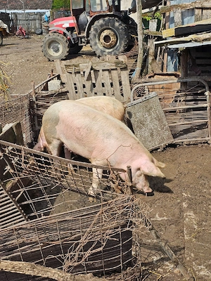vand porci - imagine 4