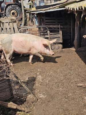 vand porci - imagine 2