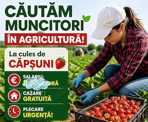Urgent de munca   la cules de capsuni 