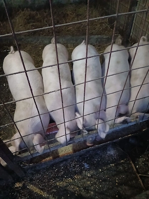 purcei de vânzare rasa Landrace 