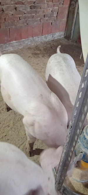 Porci, 48-70 kg.