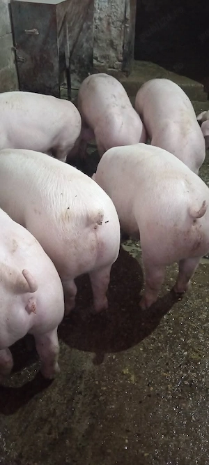 Porci, 48-70 kg. - imagine 2