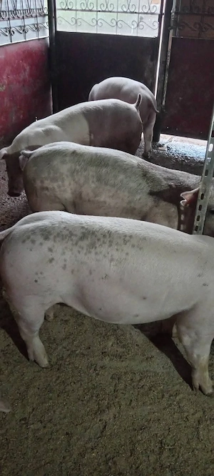 Porci, 48-70 kg. - imagine 3