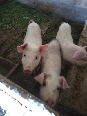 porci de vărzare 