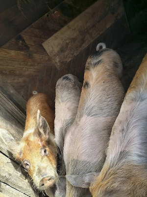 porci de vărzare 