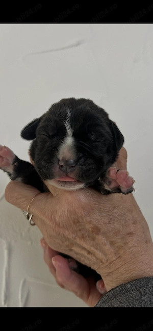 Cane corso de vânzare  - imagine 2