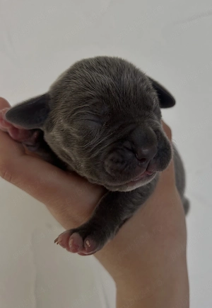 Cane corso de vânzare  - imagine 3