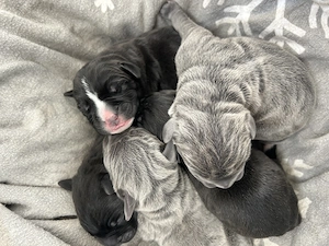 Cane corso de vânzare 