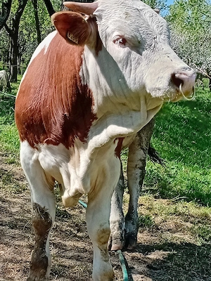 vand vaca cu vitel - imagine 2