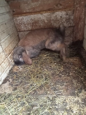 vând trei femele două berbec și una uriaș sau schimb  - imagine 2