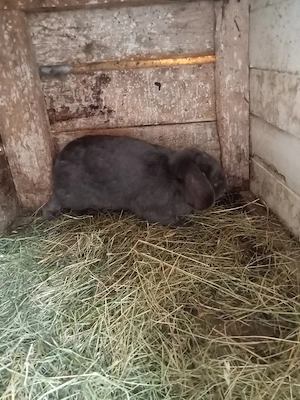 vând trei femele două berbec și una uriaș sau schimb  - imagine 3