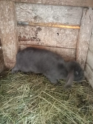 vând trei femele două berbec și una uriaș sau schimb 