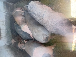 Vand porci cu greutate intre 110-120 de kg. - imagine 2