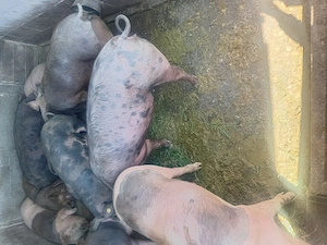 Vand porci cu greutate intre 110-120 de kg.