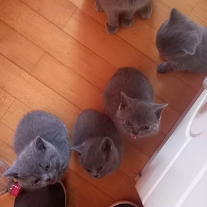 British Shorthair pisici de vanzare - imagine 3