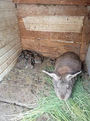 vând sau schimb o femelă uriaș cu opt pui de două săptămâni  - imagine 3