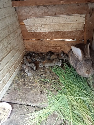 vând sau schimb o femelă uriaș cu opt pui de două săptămâni  - imagine 4