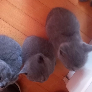 British Shorthair pisici de vanzare