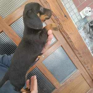 Teckel negru 7 săptămâni , femela 