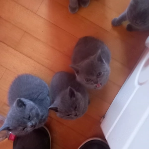 British Shorthair pisici de vanzare - imagine 2