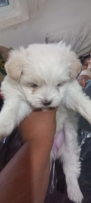 bichon maltese - imagine 3