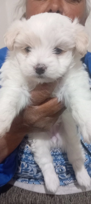 bichon maltese - imagine 2
