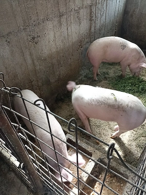 Porci de rasa 
