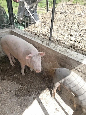 Porc de vanzare