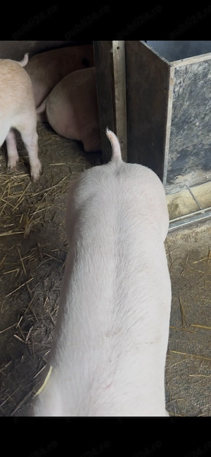 Vând purcei și porci mari 40-50 kg 75-80 