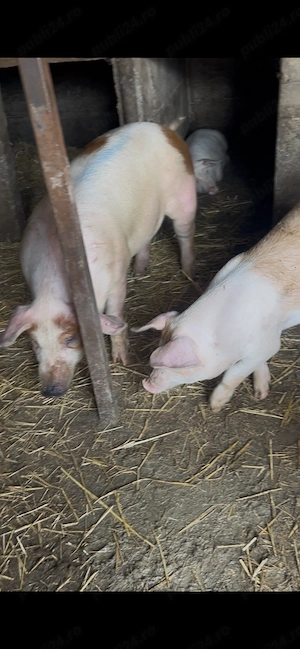 Vând purcei și porci mari 40-50 kg 75-80  - imagine 3