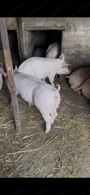 Vând purcei și porci mari 40-50 kg 75-80  - imagine 5