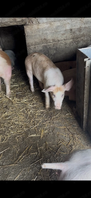 Vând purcei și porci mari 40-50 kg 75-80  - imagine 4