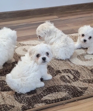  De vânzare puiuți adorabili de Bichon Maltez 