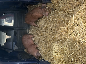 Purcei și porci mari de vânzare 40 -80 kg  - imagine 2