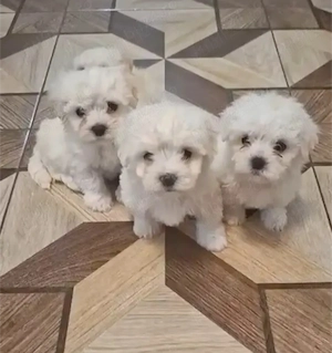  De vânzare puiuți adorabili de Bichon Maltez  - imagine 2