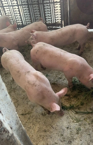 Porci de carne