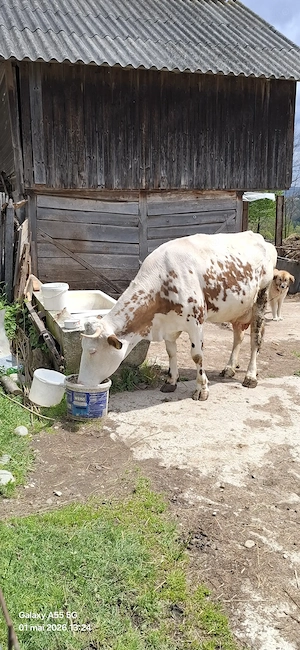 Vând vacă bună de lapte